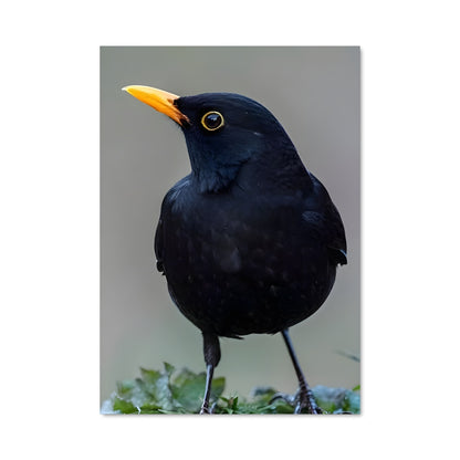 Poster Le Guetteur Noir