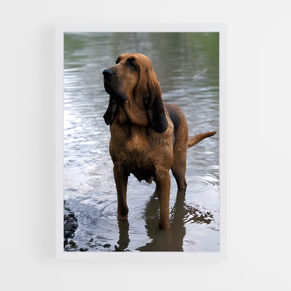 ap-bloodhound-4 cadre Blanc