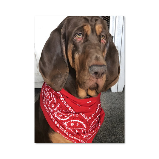 Poster Bandana Bloodhound