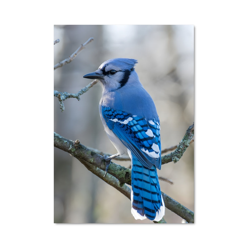 Poster Oiseau de Ciel