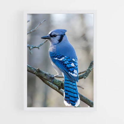 ap-blue jay-1 cadre Blanc