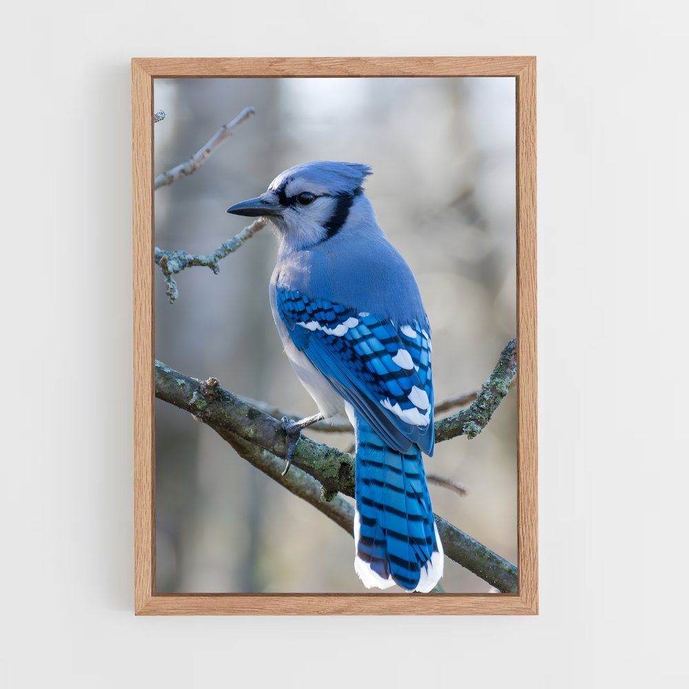 ap-blue jay-1 cadre Bois clair
