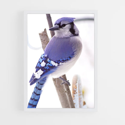 ap-blue jay-4 cadre Blanc
