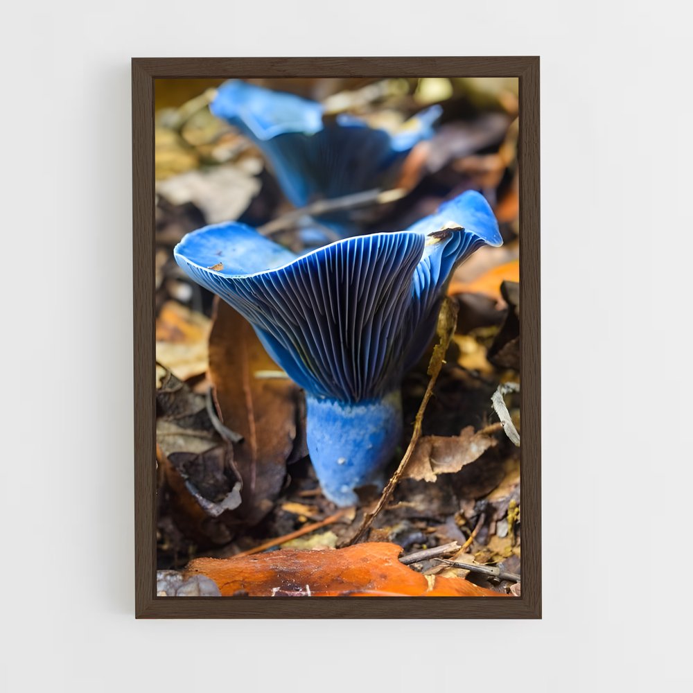 ap-blue oyster-2 cadre Bois foncé