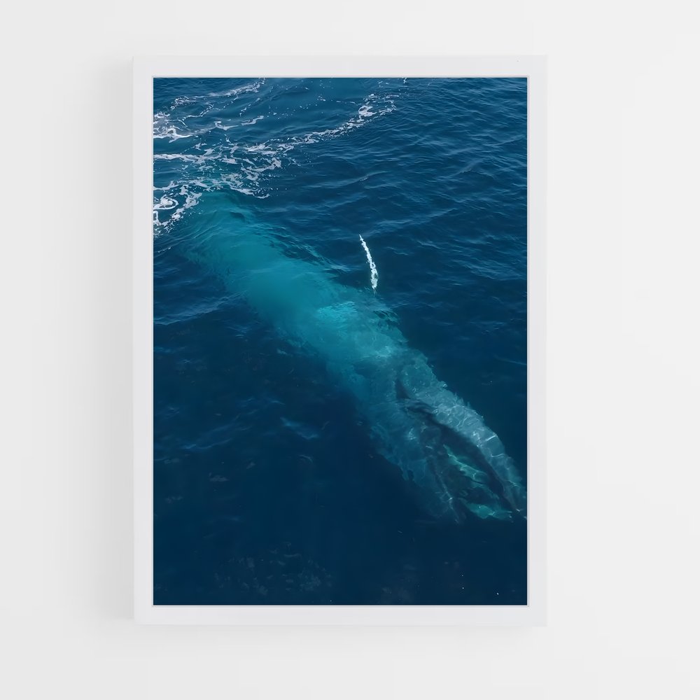 ap-blue whale-3 cadre Blanc