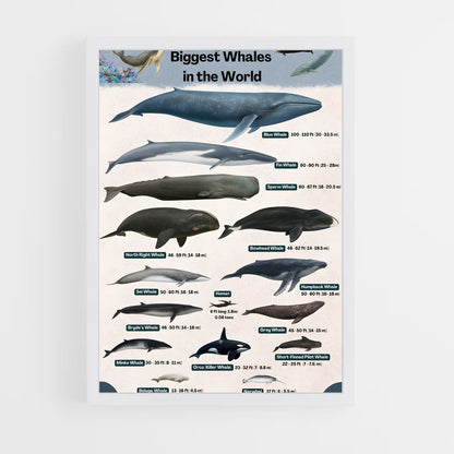 ap-blue whale-9 cadre Blanc