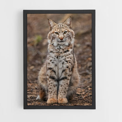 ap-bobcat-1 cadre Noir