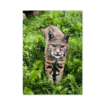 Poster Bobcat dans l'Herbe