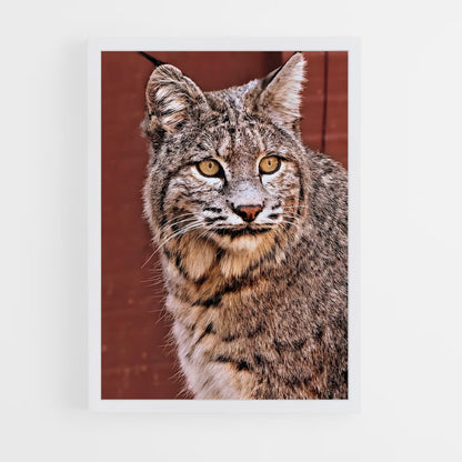 ap-bobcat-6 cadre Blanc