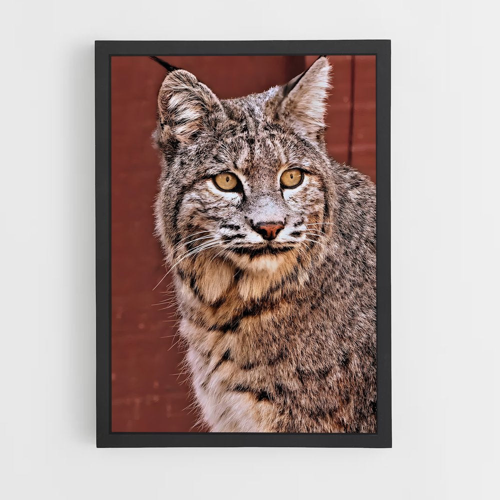 ap-bobcat-6 cadre Noir