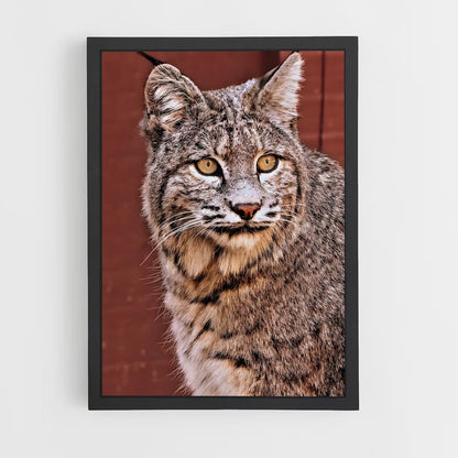 ap-bobcat-6 cadre Noir