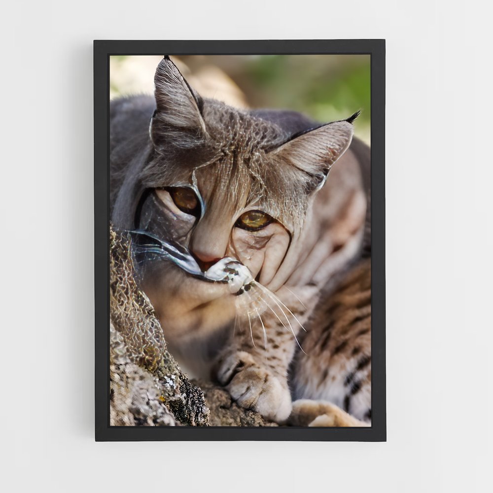 ap-bobcat-7 cadre Noir