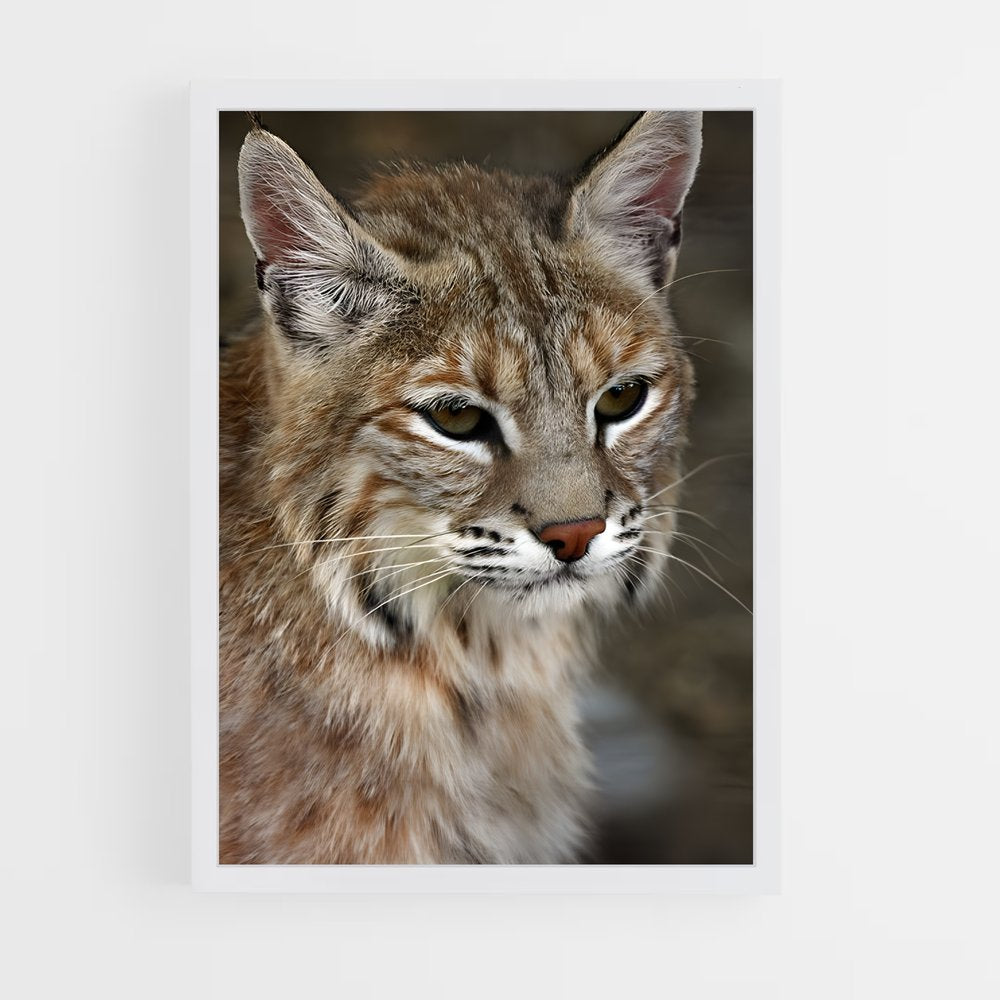 ap-bobcat-8 cadre Blanc