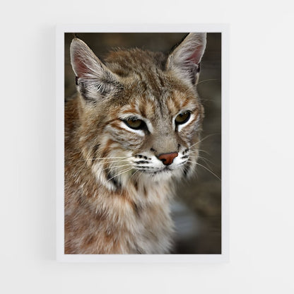 ap-bobcat-8 cadre Blanc