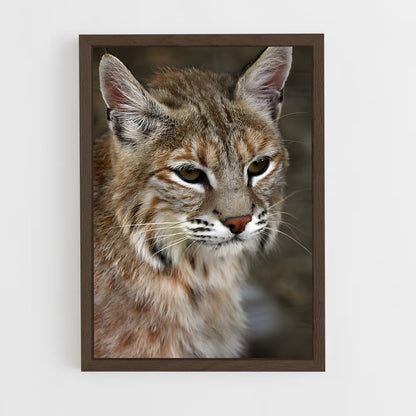 ap-bobcat-8 cadre Bois foncé