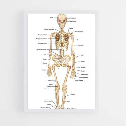 ap-bone-2 cadre Blanc