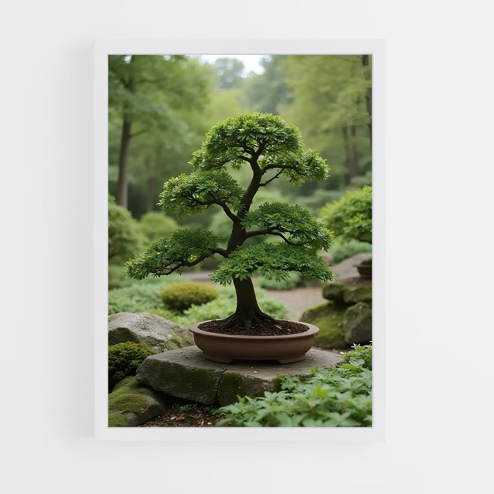 ap-bonsai-2 cadre Blanc