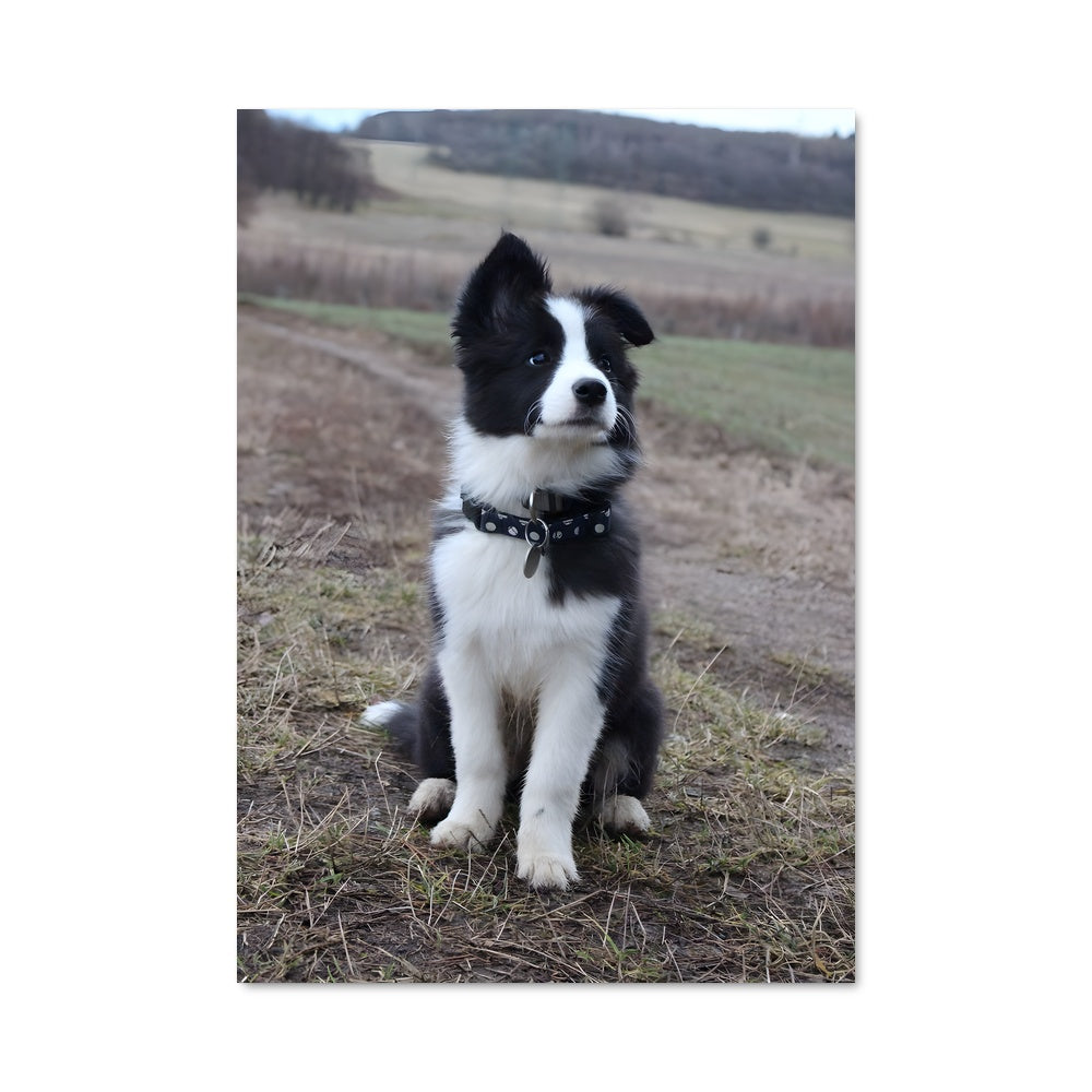 Poster Petit Border Collie