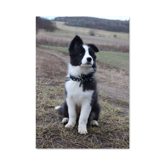 Poster Petit Border Collie