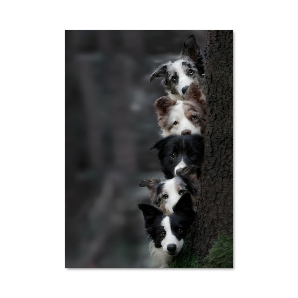 Poster Border Collie en Action