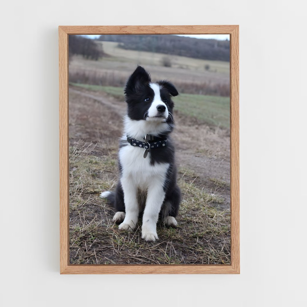 ap-border collie-1 cadre Bois clair