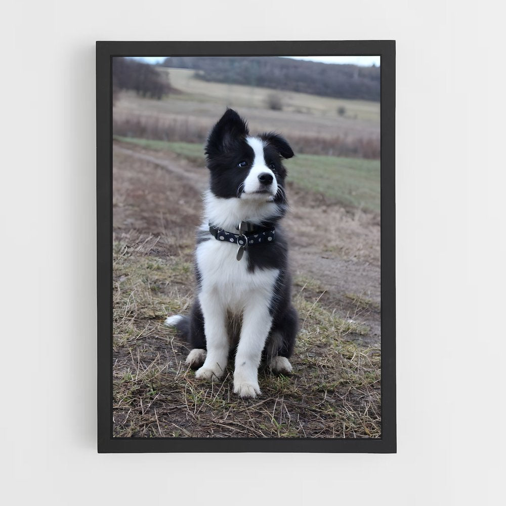 ap-border collie-1 cadre Noir