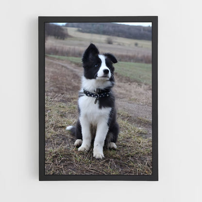ap-border collie-1 cadre Noir