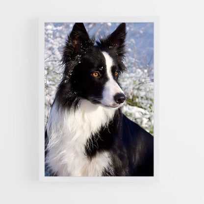 ap-border collie-2 cadre Blanc