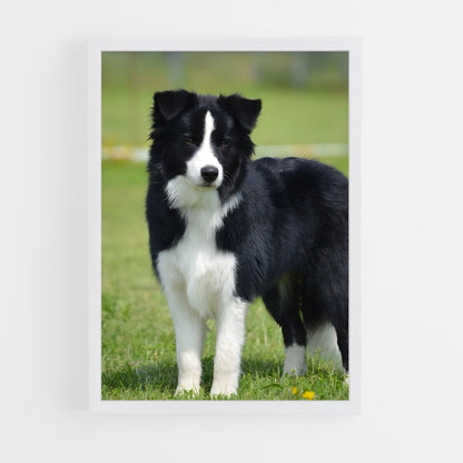 ap-border collie-3 cadre Blanc