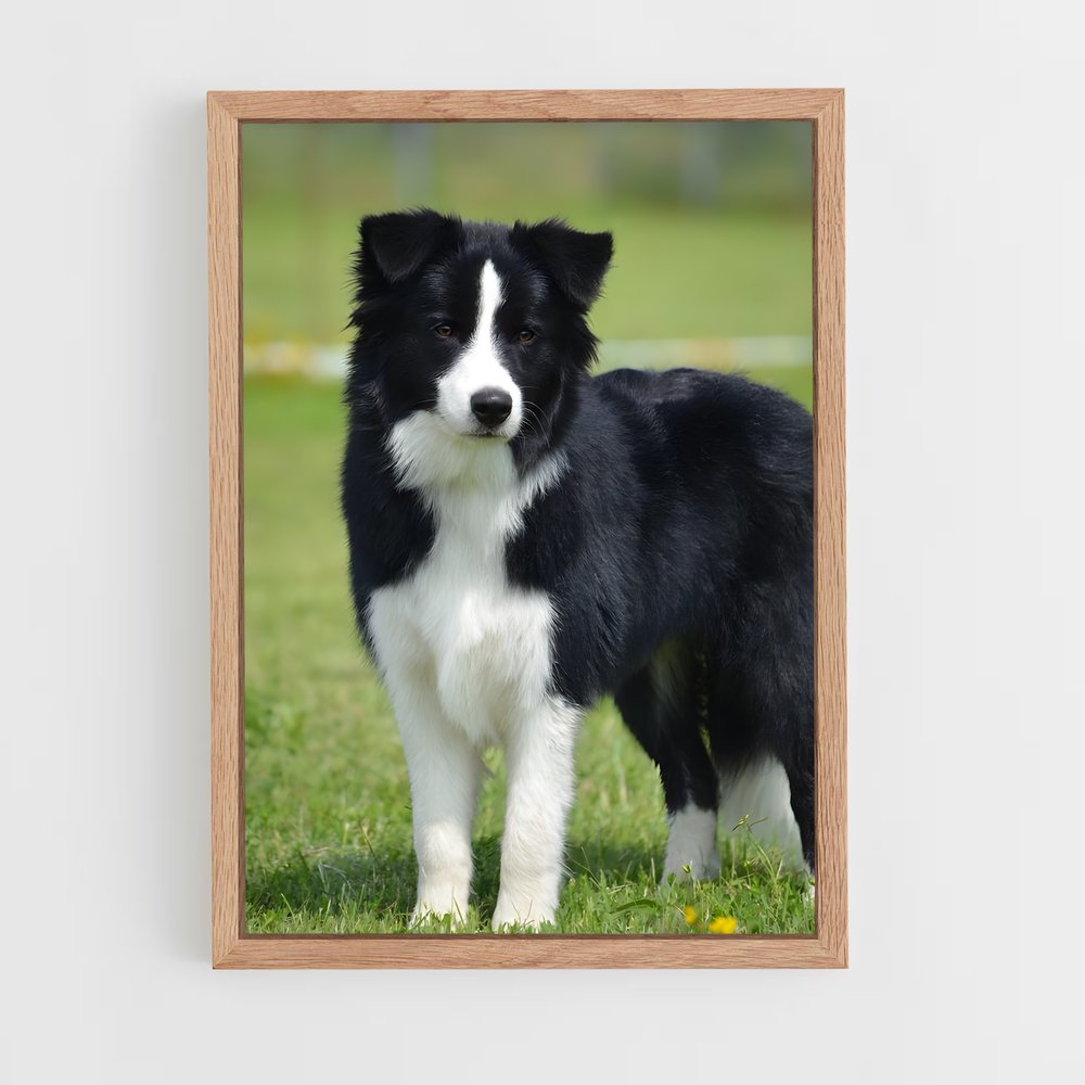 ap-border collie-3 cadre Bois clair