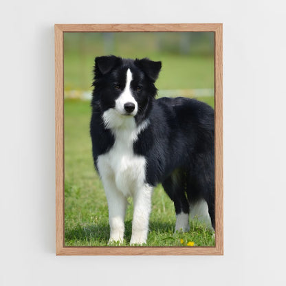 ap-border collie-3 cadre Bois clair