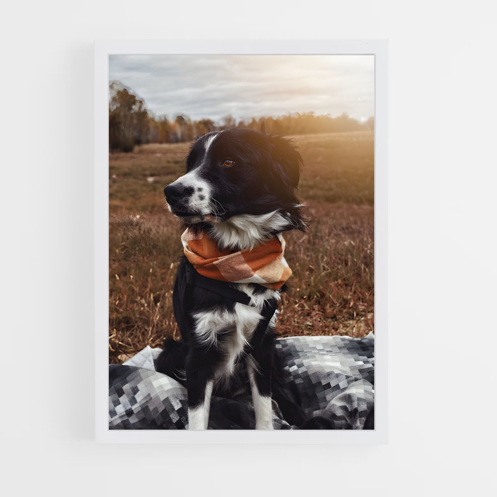 ap-border collie-4 cadre Blanc