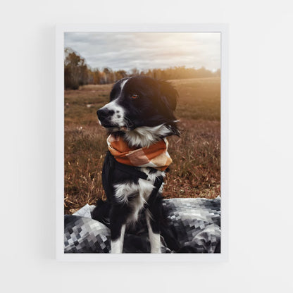 ap-border collie-4 cadre Blanc
