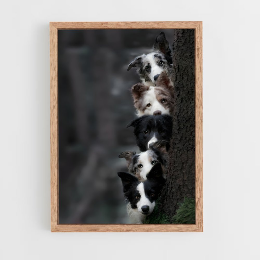 ap-border collie-5 cadre Bois clair