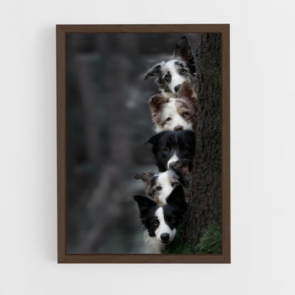 ap-border collie-5 cadre Bois foncé