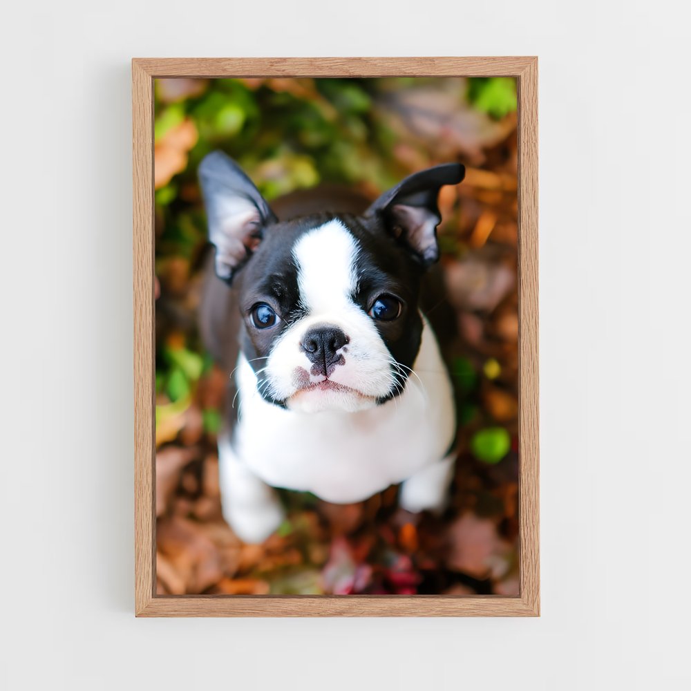 ap-boston terrier-2 cadre Bois clair