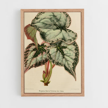 ap-botanical-11 cadre Bois clair