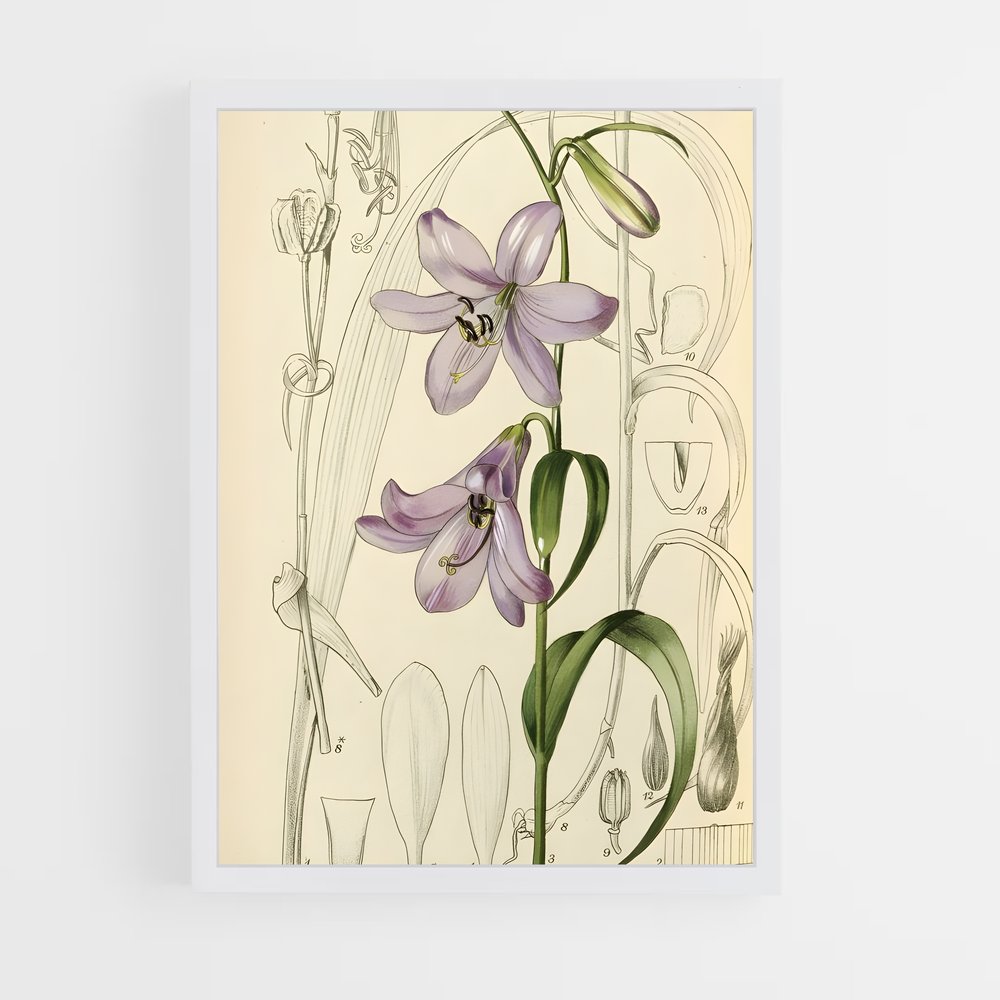 ap-botanical-9 cadre Blanc