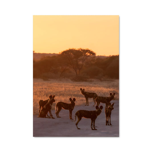 Poster Meute Sauvage