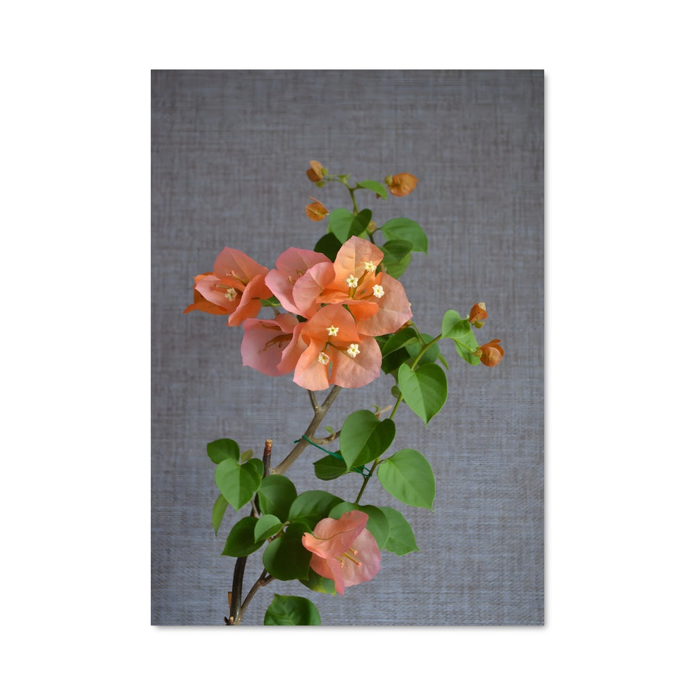 Poster Bougainvillea Éclatante