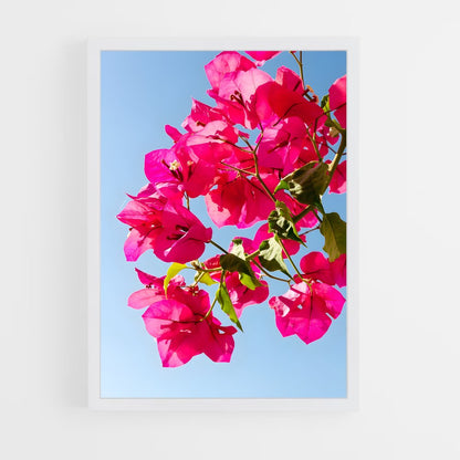 ap-bougainvillea-2 cadre Blanc