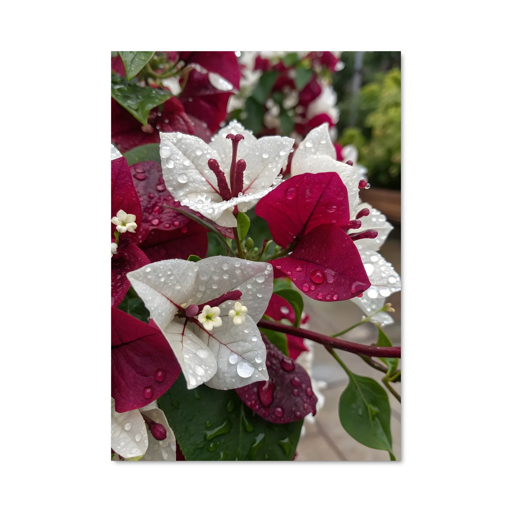 Poster Éclat de Bougainvillier