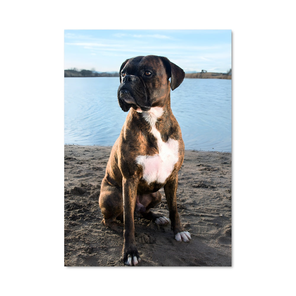 Poster Chien des Plages