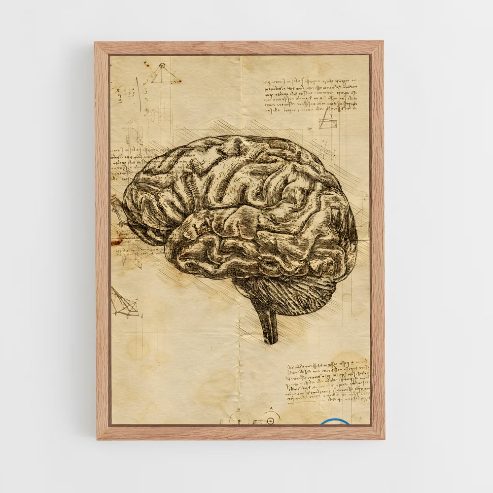 ap-brain anatomy-3 cadre Bois clair