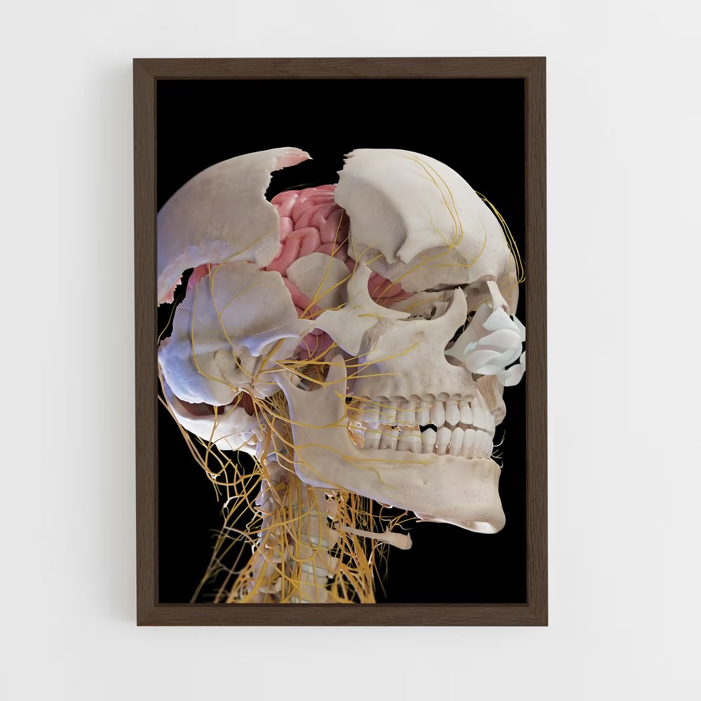 ap-brain anatomy-4 cadre Bois foncé