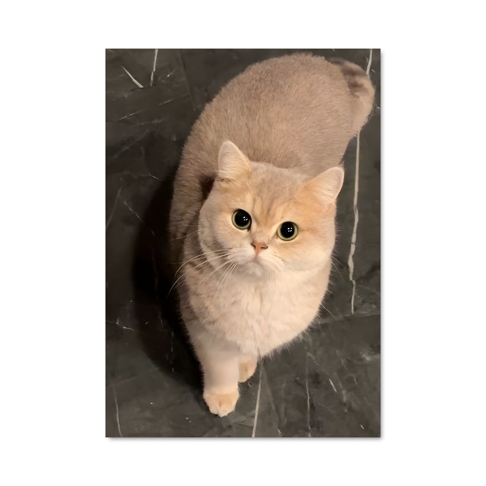 Poster Douceur Ébène