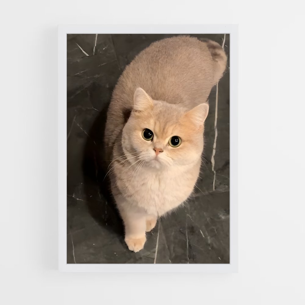ap-british shorthair-1 cadre Blanc