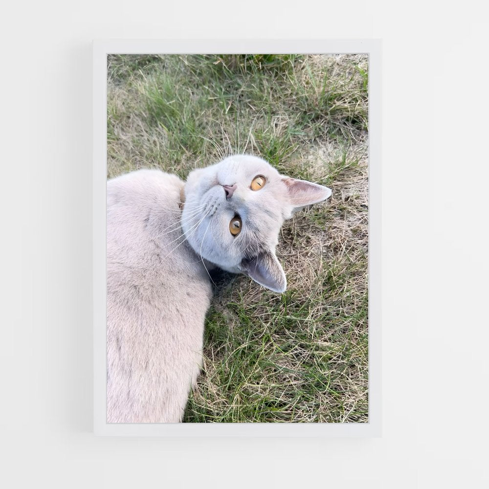 ap-british shorthair-4 cadre Blanc