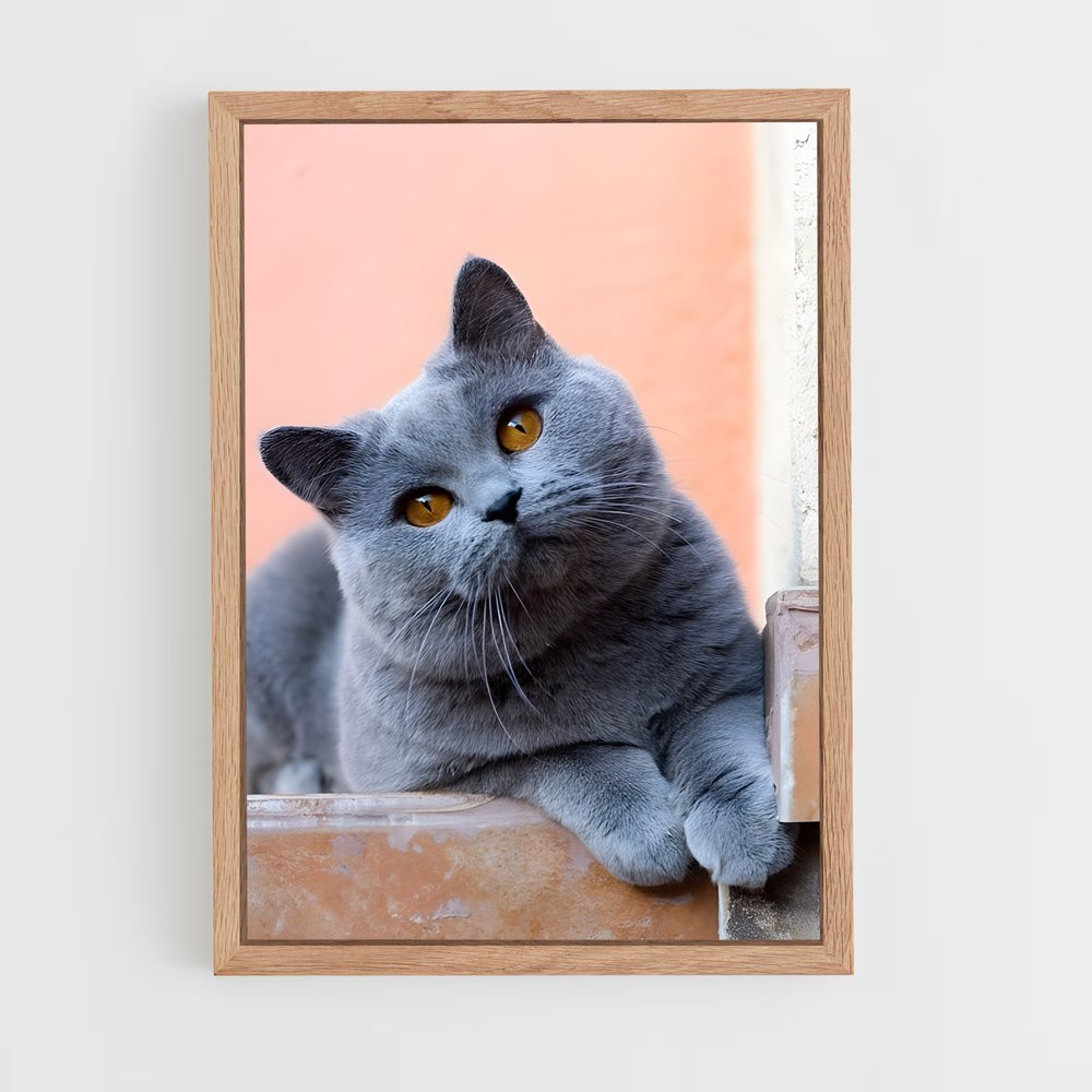 ap-british shorthair-6 cadre Bois clair