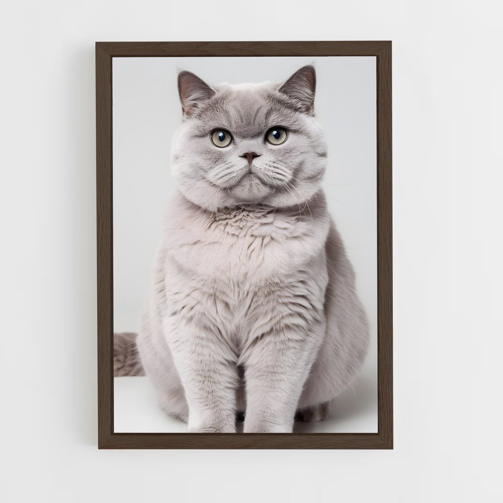 ap-british shorthair-8 cadre Bois foncé